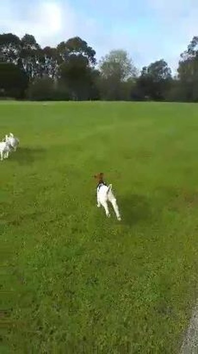 Kebab the goat