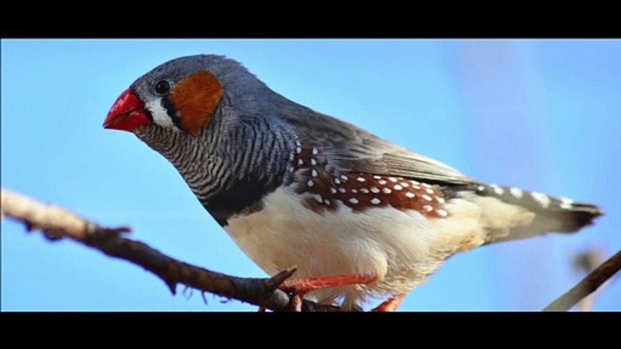 Méditation du DIAMANT MANDARIN [ANTHONY DORIAND]