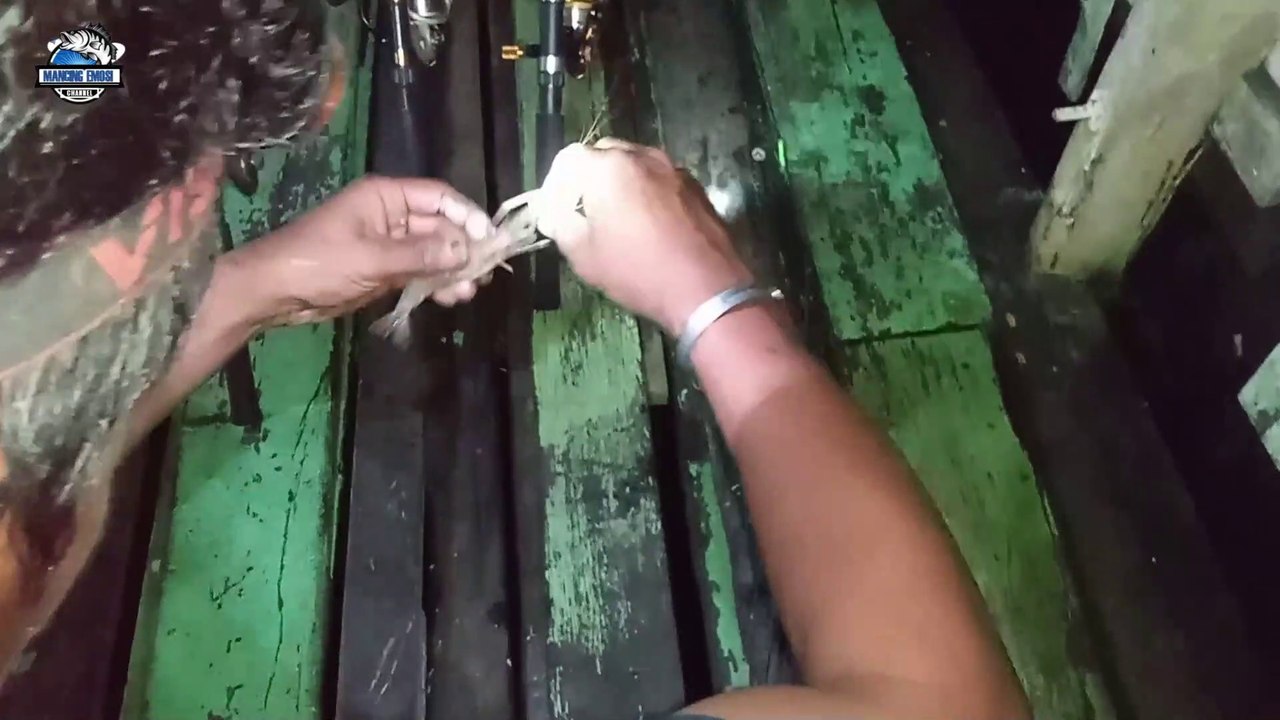 MANCING UDANG DI SPOT ANDALAN TAPI MALAH DAPAT IKAN INI