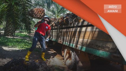 Malaysia-Indonesia | Kerjasama perlu demi pertahankan minyak kelapa sawit