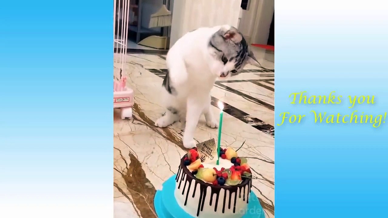 Funny And Cute Cat's