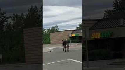 Mother Moose Walks Her Twins Down the Street in Alaska