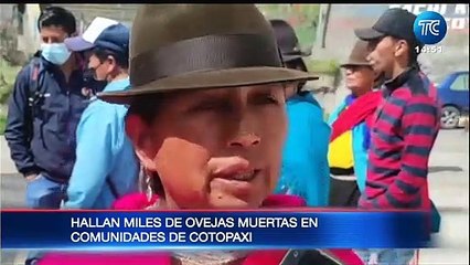 Más de mil ovejas aparecieron muertas en Cotopaxi