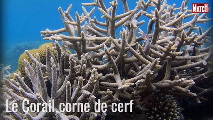 Dix espèces victimes du réchauffement climatique