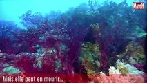 La Grande barrière de corail est en danger de mort