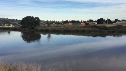 Dolphin in the North Esk River | The Examiner | March 2022