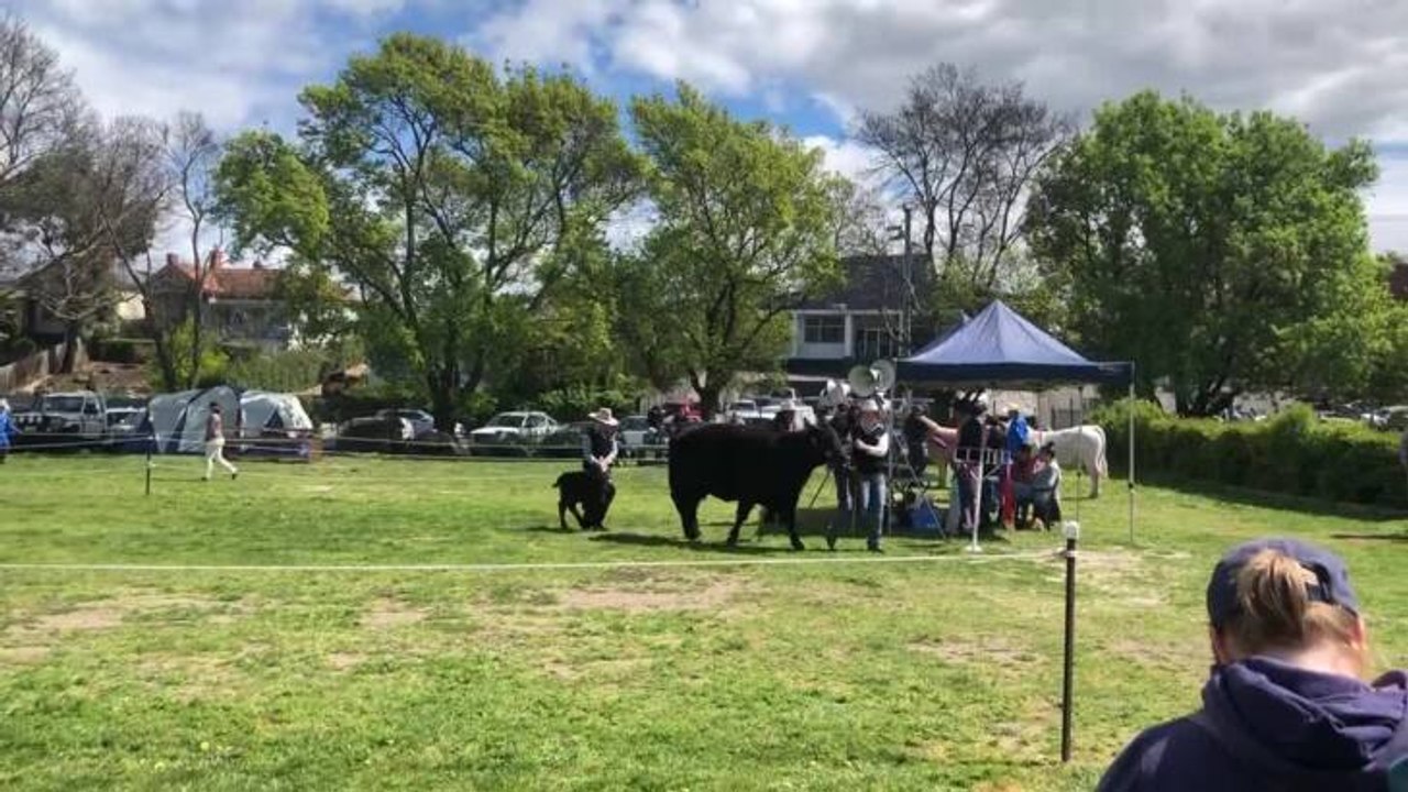 Cows at the Royal Launceston Show