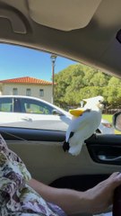 Koko the Bird Laughs at a Lady While Passing By