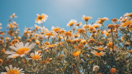 10 Spring Flowers That’ll Make Your Garden Pop