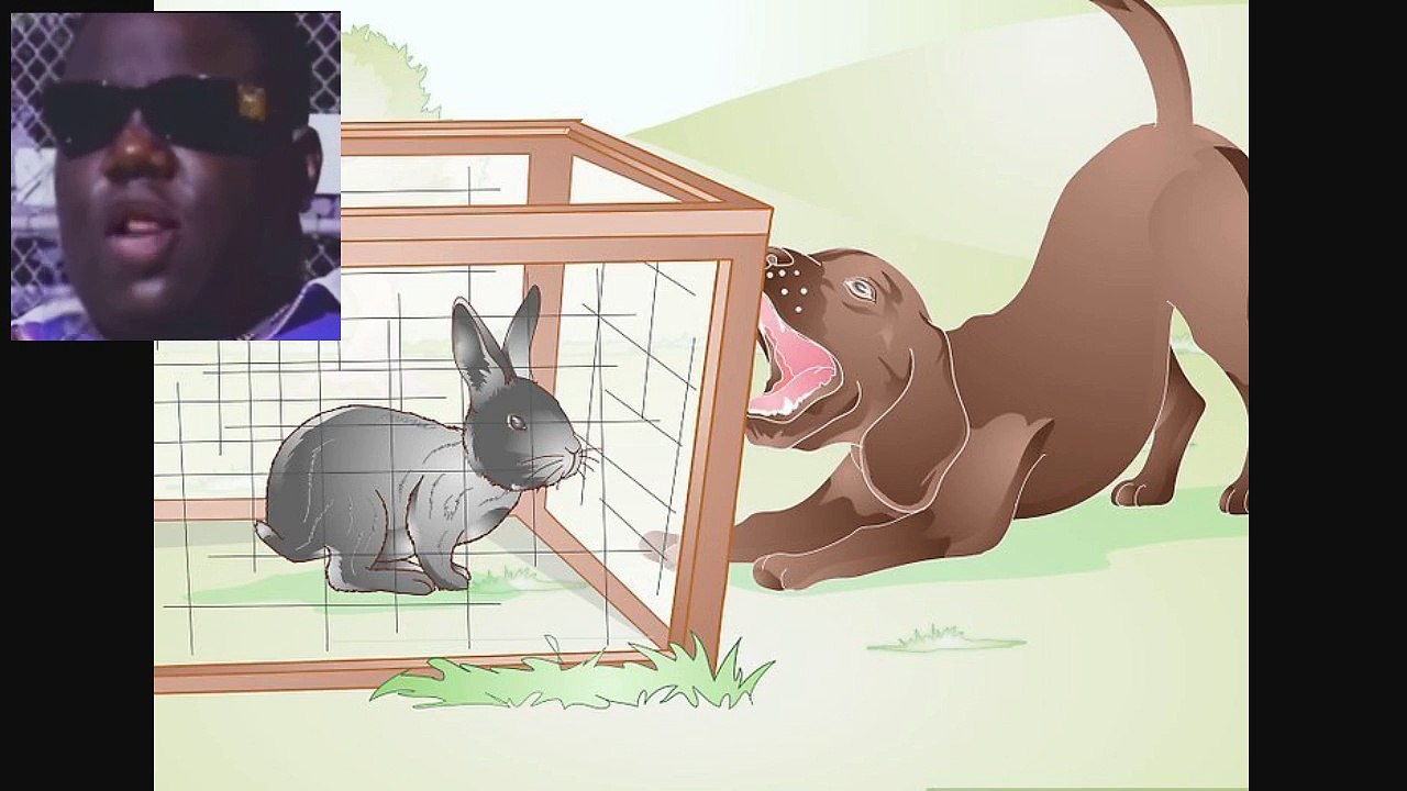 How to Build a Rabbit Run