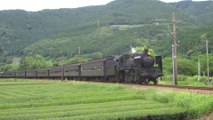 Japanese steam locomotive C56-44 with the SL Kawane train in the tea fields on the Oigawa line 大井川鐵道でC56形蒸気機関車44は SL急行「かわね路号」と一緒に