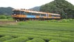 Japanese Oigawa Railways orange-colored railcars 16103 and 16003 in the tea fields in Kawanecho Nukuri 大井川鐵道 16000系電車で公共交通機関