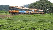Japanese Oigawa Railways orange-colored railcars 16103 and 16003 in the tea fields in Kawanecho Nukuri 大井川鐵道 16000系電車で公共交通機関