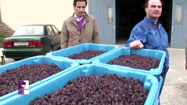 Cépages de Tokaj, en Hongrie : des vins aristocratiques