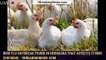 Bird Flu Outbreak Found in Nebraska That Affects 570000 Chickens - 1breakingnews.com