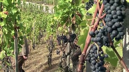 De la colline de l’Hermitage à la table de Michel Chapoutier