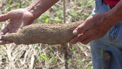 ¿Sabes Por Qué se Llama Yuca? ¡Te Vas a Sorprender!