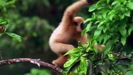 Véronique Jeannot s’engage pour sauver les gibbons