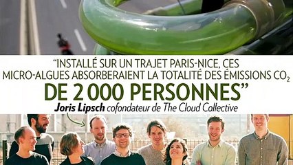 Ces algues captent le CO2 des voitures