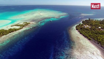 "Le mystère mérou"