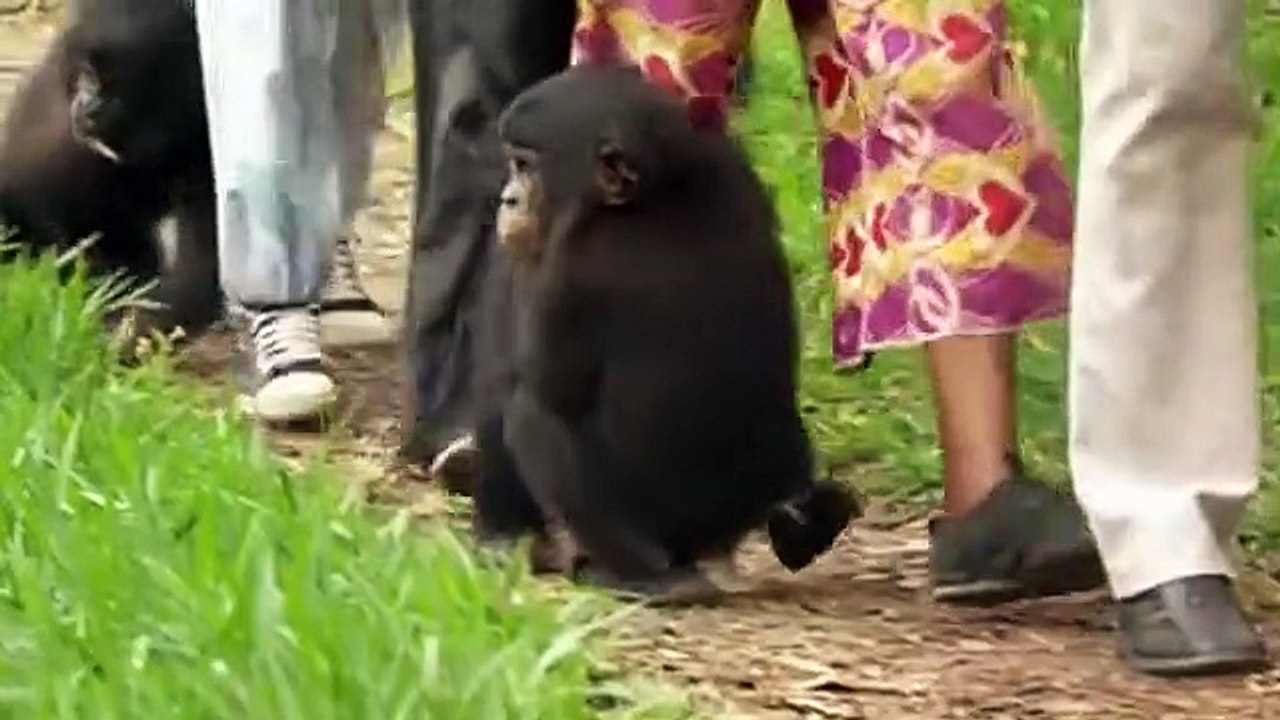 Bande Annonce : Bonobos