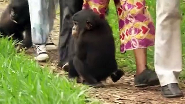 Bande Annonce : Bonobos