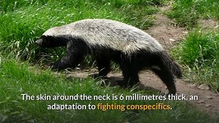 Honey Badger __ Description, Characteristics and Facts!