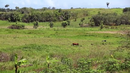 BARRACKPORE FARMERS GETTING RABIES VACCINE