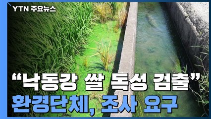 환경단체 "낙동강 쌀에서 독성 녹조 검출"...대책 필요 / YTN