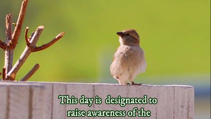 world sparrow day special video | save sparrow | bird videos
