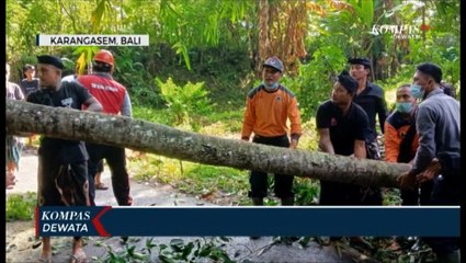 Pohon Tumbang Timpa Mobil Di Karangasem
