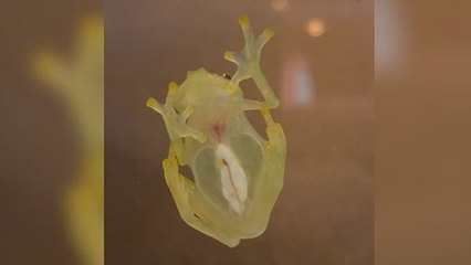 Ekvador'da iki yeni kurbağa türü keşfedildi