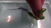 Scary! parasite in Praying Mantis