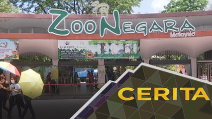 Cerita Sebalik Berita: Hari pertama pembukaan Zoo Negara