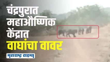 वीज केंद्रात फिरणारे पाच वाघ कॅमेऱ्यात कैद