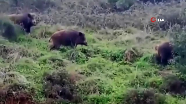 İstanbul'da alışılmamış görüntüler! Domuz sürüsü şehre indi