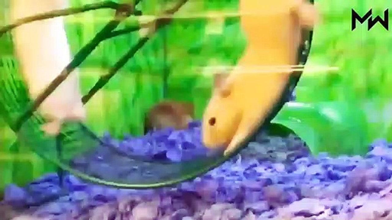 Animaux fous  des moments amusants