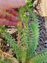 Sea spurge - March 2022