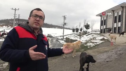 Çevre il ve ilçelerden bırakılan köpekler bir ilçenin en büyük sorunu oldu