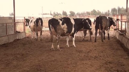 Türk Kızılayın çiftliği hem öğretiyor hem yaşatıyor