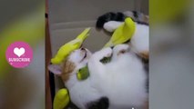OMG! Ghost Cat  Funny And Cute Cats Compilation - Animals lover Video 2020