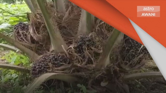 Minyak Sawit Mentah | Niaga Hadapan MSM cecah paras tertinggi