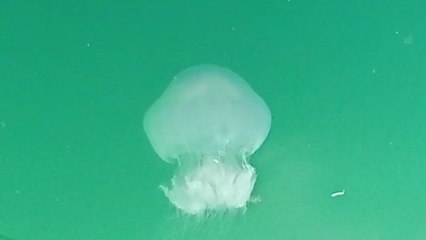 Doğu Akdeniz'de balık azaldı, denizanaları çoğaldı