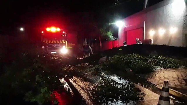 Árvore de grande porte cai e interdita a Rua Érico Veríssimo no Alto Alegre