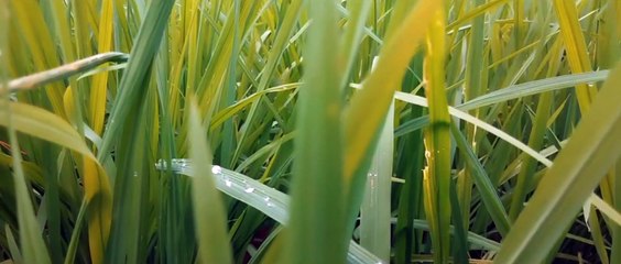 VIDEO CINEMATIC ALAM  With instrumen sunda nocopyright | Destraveler