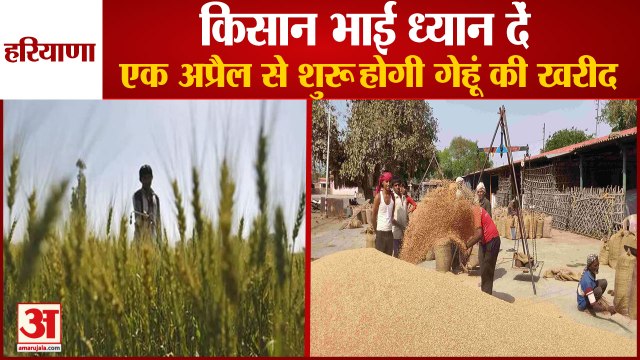 Wheat Procurement Will Start In Haryana From April 1|हरियाणा में एक अप्रैल से शुरू गेहूं की खरीद