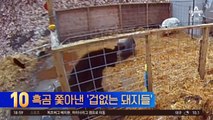 흑곰 쫓아낸 ‘겁없는 돼지들’