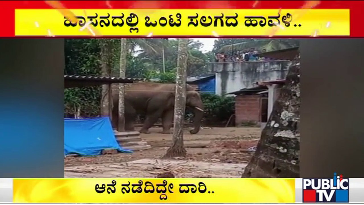 Wild Elephant Enters Halasulige Village In Sakleshpur