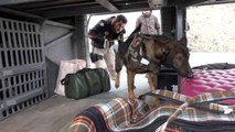 43 ilin geçiş güzergahında sıkı denetim: Narkotik köpeği 'Adam' didik didik arıyor