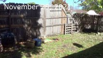 11-16-21  Let's See How My  Gardening Is Coming Along-Garden Update!